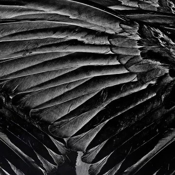 Beşiktaş, Abdullah Avcı'yı bu video ile duyurdu