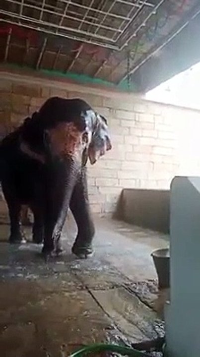 என்ன ஒரு அருமையான குளியல் - elephant shower time