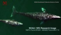 Researchers Investigate Spike in Gray Whale Deaths