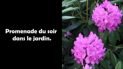 Promenade du soir dans le jardin.