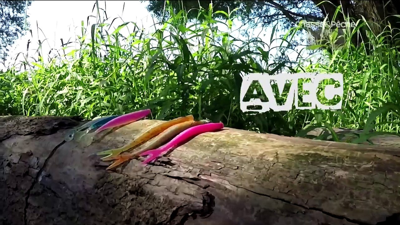 Le silure un poisson carnassier - Les Tutos - Pêche