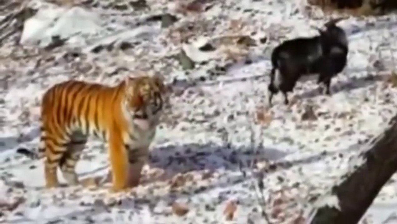 Bode_é_jogado_pra_tigre_comer_e_vejam_o_que_aconteceu!