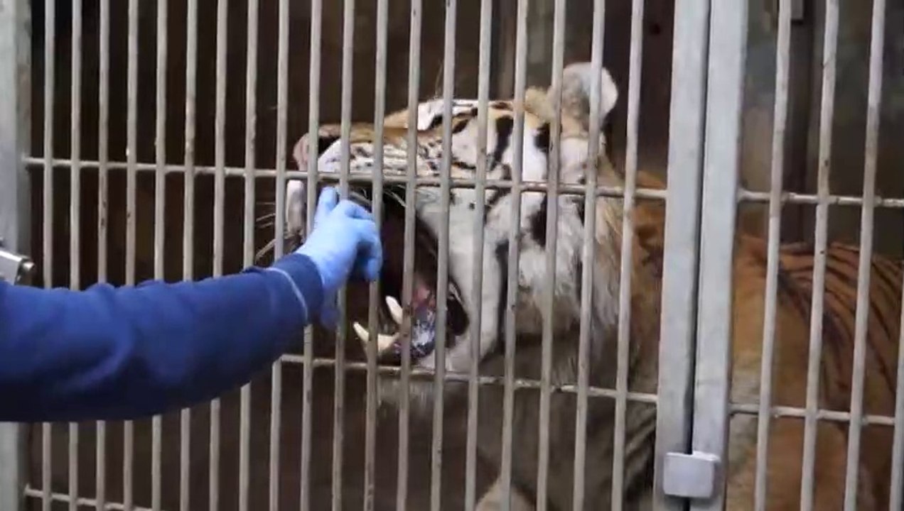 Tigertræning___Copenhagen_Zoo