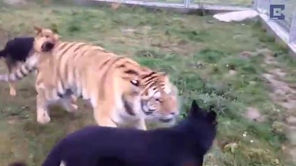 Tiger_And_Dog_Are_Best_Of_Friends