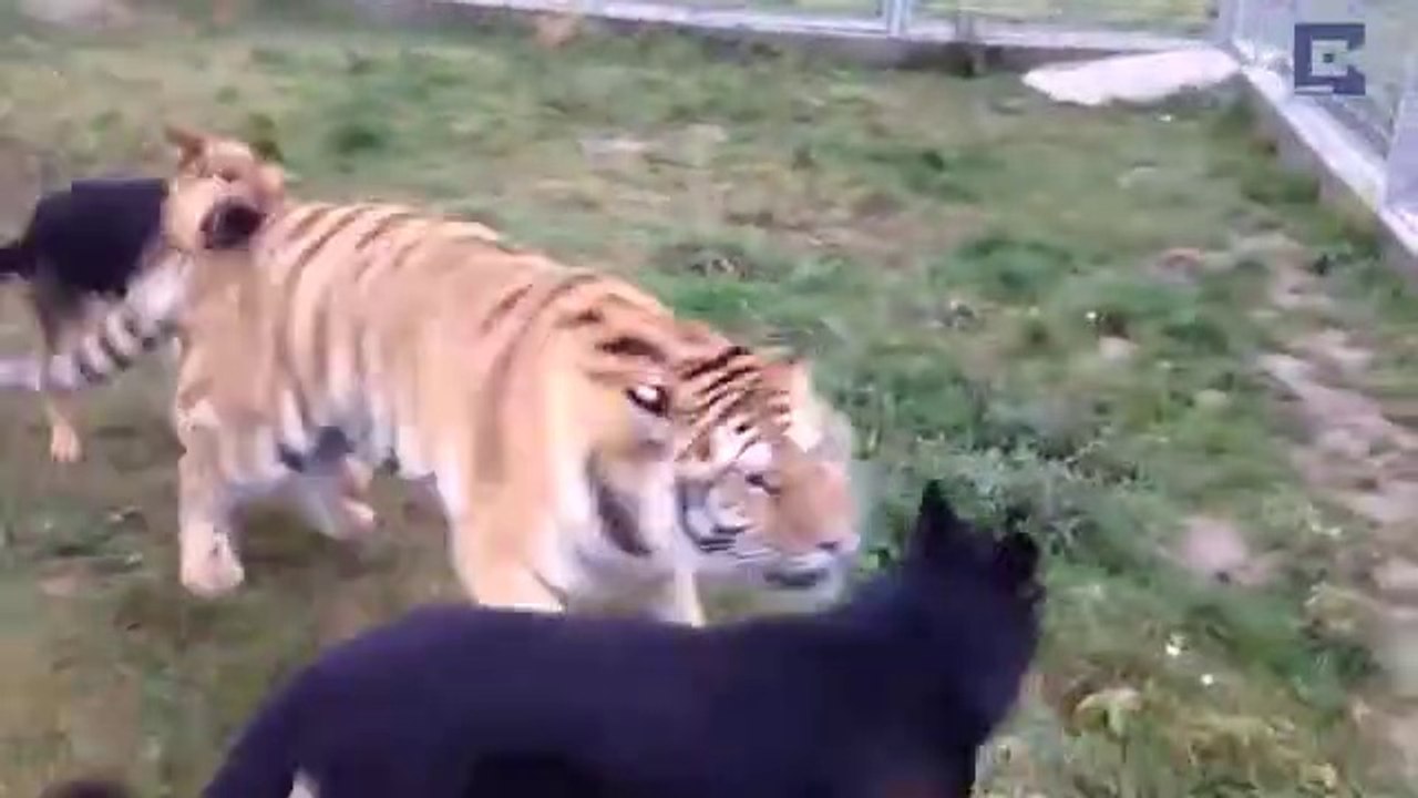 Tiger_And_Dog_Are_Best_Of_Friends