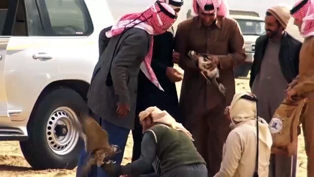 شيلة  سق يا سعد