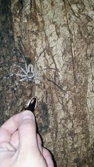 Huntsman Feeding Fail