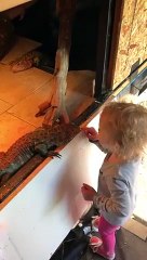 Cette fillette caresse. des énormes iguanes