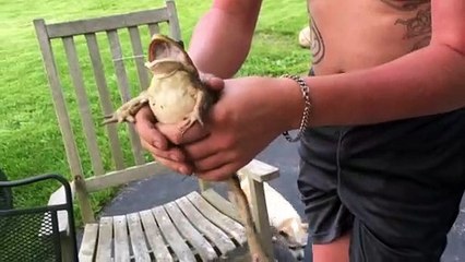 Grenouille comédienne A peine tenue elle râle