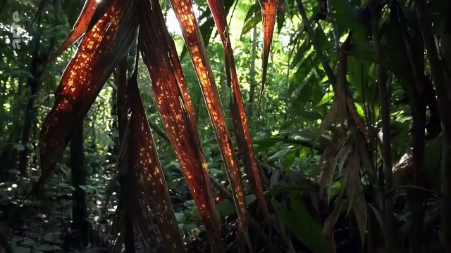 Lezards - Mystérieuse évolution - Documentaire