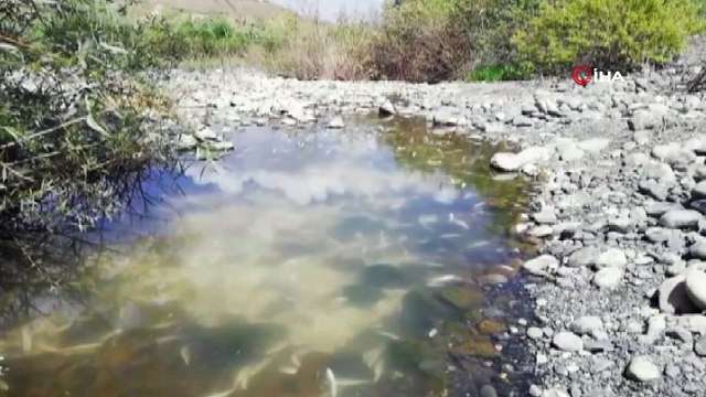 Baraj kapıları kapanınca kıyıda kalan balıklar telef oldu