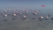 KONYA Flamingo cenneti Tuz Gölü, yok olabilir