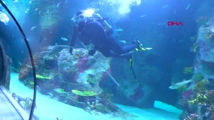 İzmir Deniz dibinde hissiyle gezilen akvaryumda en büyük ilgiyi köpekbalıkları çekiyor