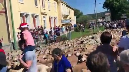 Vidéo : 500 bêtes défilent dans le cadre de Fête de la transhumance à Vinon-sur-Verdon