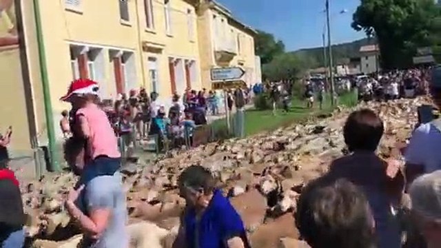 Vidéo : 500 bêtes défilent dans le cadre de Fête de la transhumance à Vinon-sur-Verdon