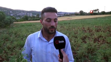 Hatay’da yeşil nohut hasadı başladı