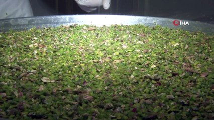 Ucuz baklava ve çikolataya dikkat