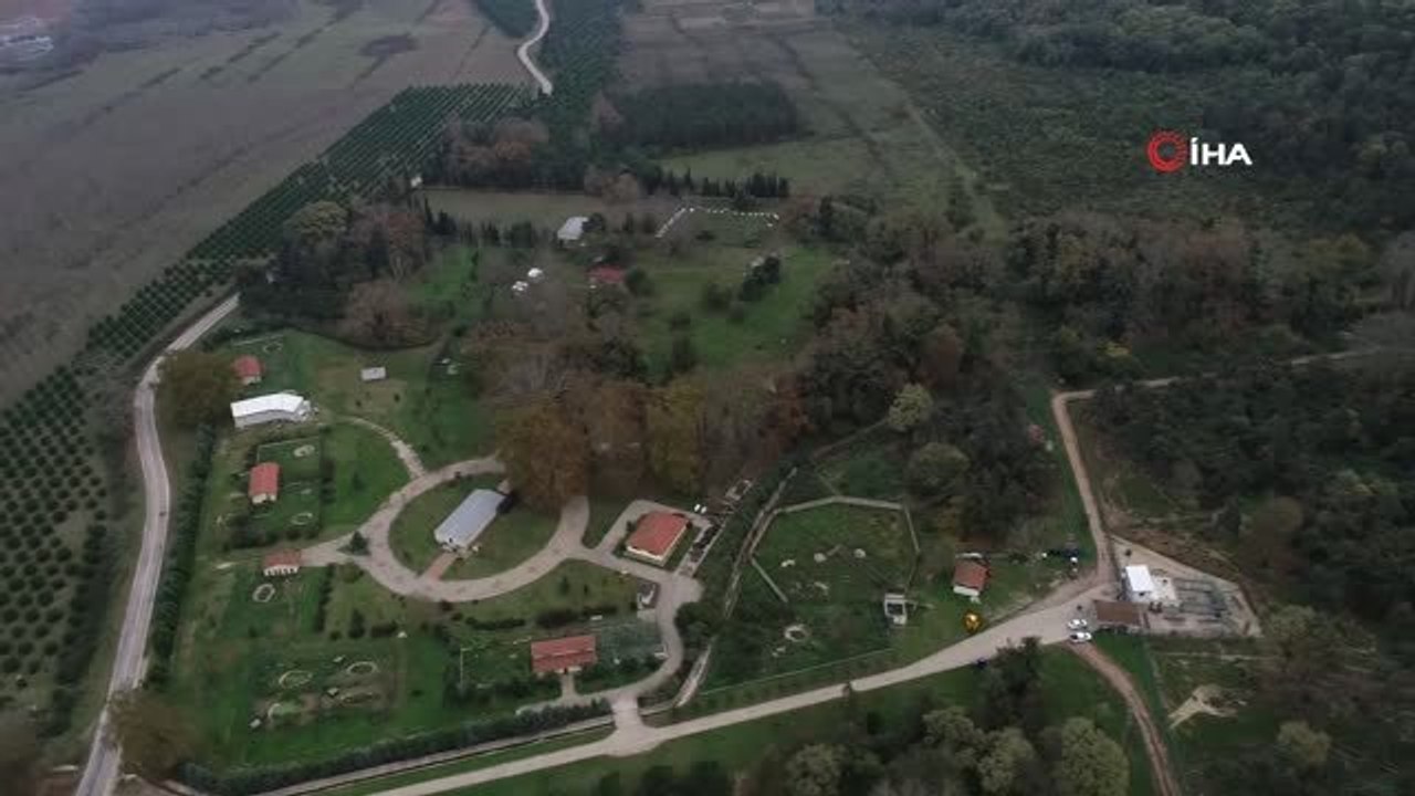 Yavru ayı Yumoş barınağının maskotu oldu