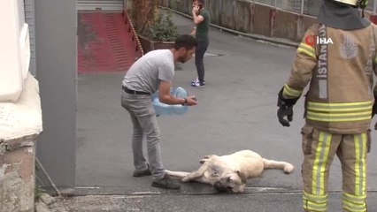 Скачать видео: Kimyasal maddeden zehirlenen köpeği kurtarmak için seferber oldular