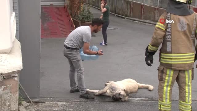 Kimyasal maddeden zehirlenen köpeği kurtarmak için seferber oldular