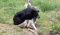 Découvrez l'Auvergne: les ours du Parc Animalier d'Auvergne d'Ardes sur Couze (63)