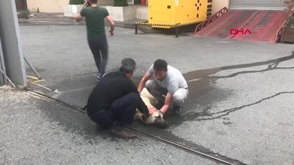 AVCILAR'DA KİMYASAL MADDEDEN ETKİLENEN KÖPEK İÇİN SEFERBERLİK