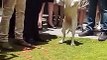 Increíble : perro lleva los anillos a los novios de pie