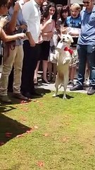 Increíble : perro lleva los anillos a los novios de pie