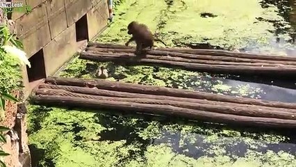 Au zoo ce singe mange... un poussin canard qui passait là !