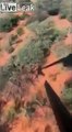 Ce vétérinaire chute d'un hélicoptère au-dessus des animaux en pleine savane en Afrique