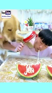 Không thể nhịn cười với chú chó này - Funny Video-I can’t stop Laughing with these dogs