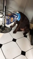 La cabeza de este perro quedó atrapada en un paquete de cereales