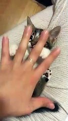 Vaya forma tiene este gato de dormirse