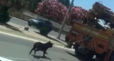Sosyal medyada tepki çeken görüntü! Vince bağlı köpeği fark etmemiş