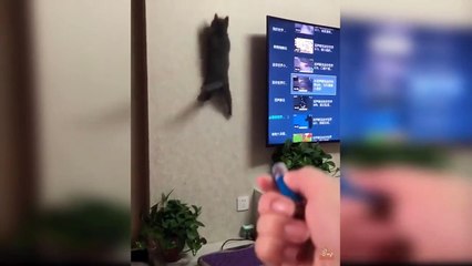 Cat Reaction to Red Light - Funny Cat Reaction Compilation