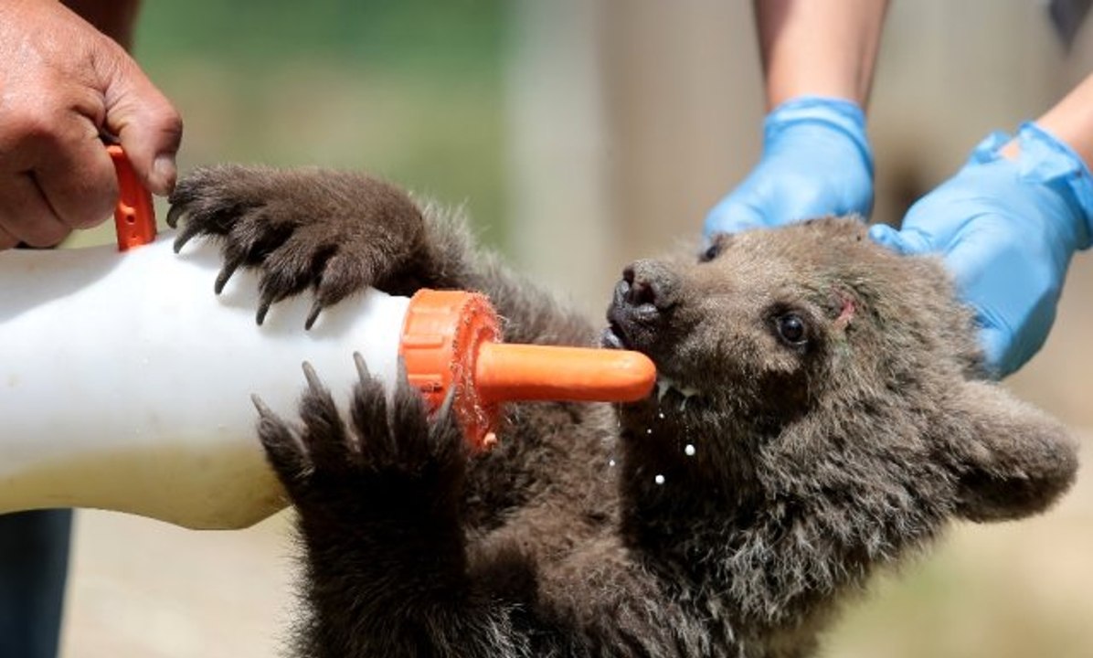 Yavru ayı 'Yumoş' barınağının maskotu oldu