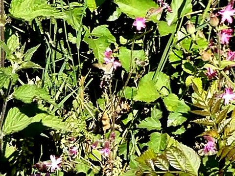 Le Moro-sphinx, Sphinx colibri ou Sphinx du caille-lait.