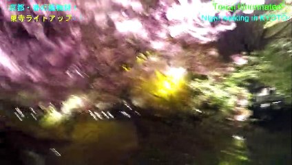 Touji illminated autmn kyoto japan