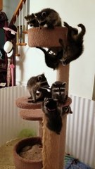 Gaze of Raccoons Receive Second Chance