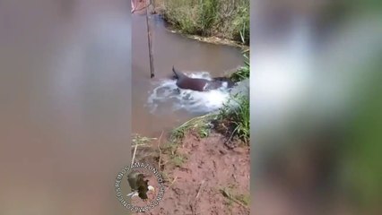 Un gros anaconda se retrouve piégé dans un petit cour d'eau
