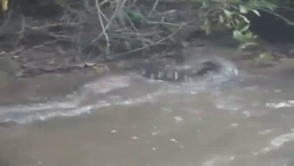 Un homme inconscient vient tirer un anaconda par la queue