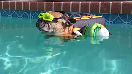 Try Not To Laugh At  Funny Dog Video Compilation  Funny Pet Videos