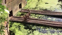 Monkey Gives Unexpected Food Chain Lesson