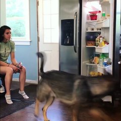 Best  GERMAN SHEPHERD In The World .... . ...Obbedience..Training...Defense Dog