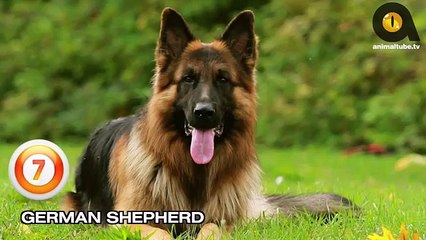 TOP 10 PROTECTIVE DOG BREEDS