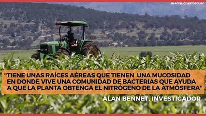 Nacional |  Extraordinario maíz mexicano que revolucionará la agricultura