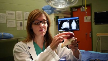Tecnología y Ciencia | Perro con cáncer se salva por implantación de cráneo impreso en 3D