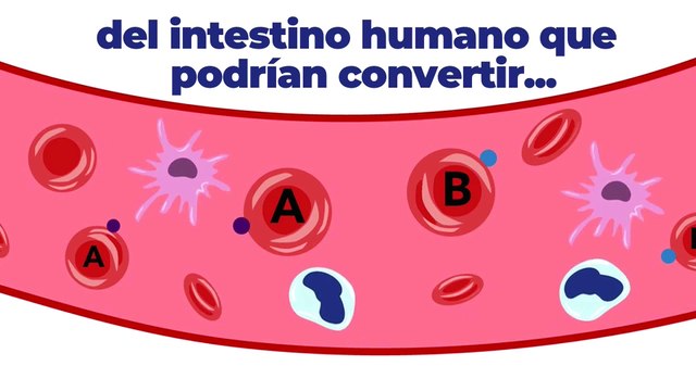Tecnología y Ciencia | Bacterias intestinales prometen desarrollar sangre universal