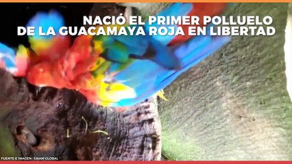 Nacional | Por primera vez en 50 años nace polluelo de Guacamaya Roja en libertad