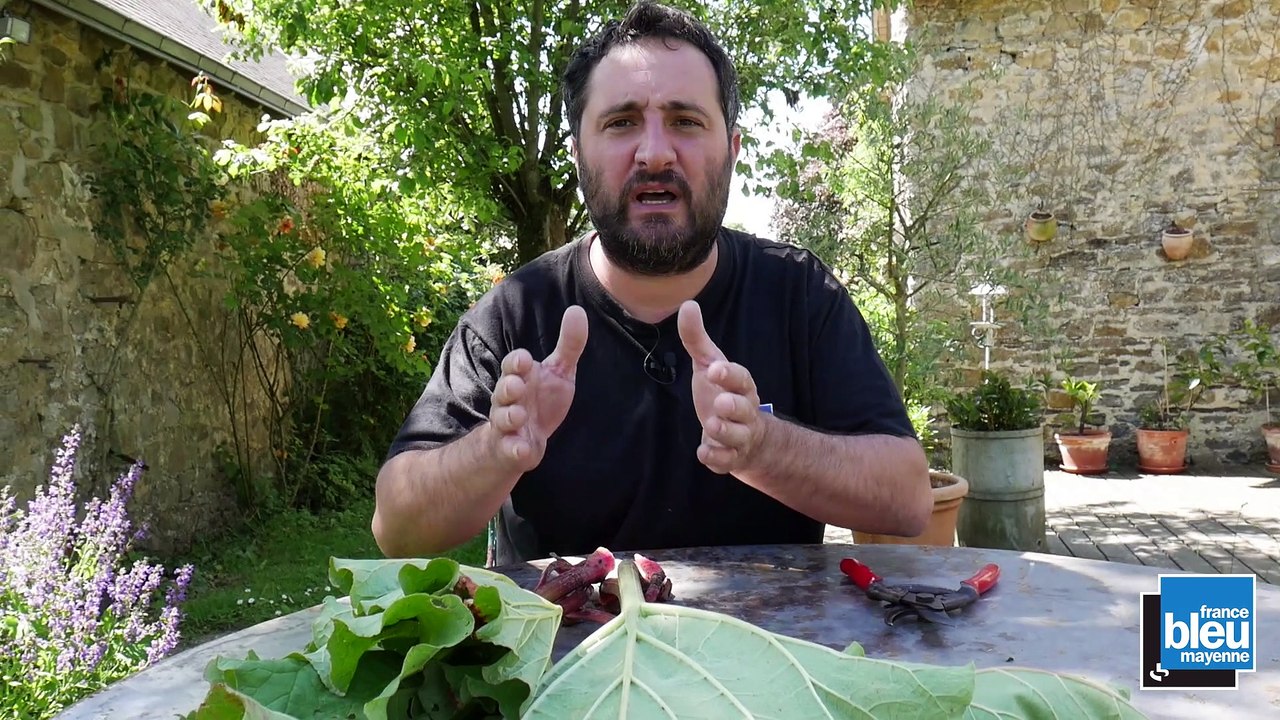 Purin de rhubarbe